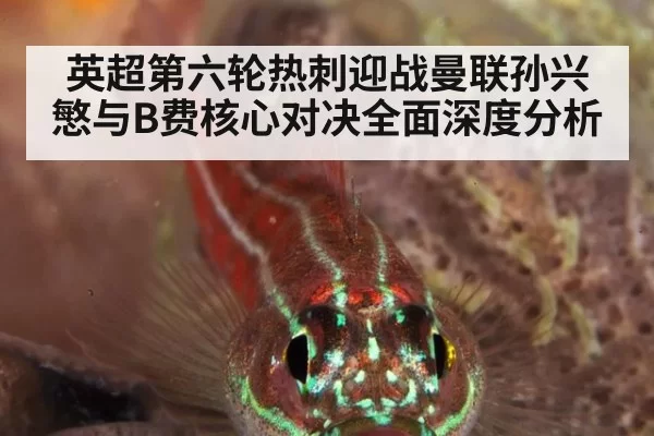 英超第六轮热刺迎战曼联孙兴慜与B费核心对决全面深度分析